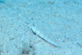 Gobies - Maiden goby - Valenciennea puellaris