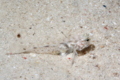 Gobies - Common fusegoby - Fusigobius neophytus