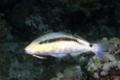 Goatfish - Longbarbel Goatfish - Parupeneus macronema