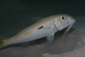 Goatfish - Yellow Striped Goatfish - Parupeneus chrysopleuron