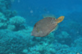 Filefish - Honeycomb filefish - Cantherhines pardalis