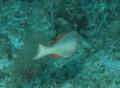 Parrotfish - Redband Parrotfish - Sparisoma aurofrenatum