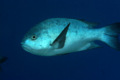 Snappers - Black Snapper - Macolor niger