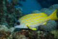 Snappers - Bluelined Snapper - Lutjanus kasmira