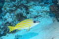 Snappers - Bluelined Snapper - Lutjanus kasmira