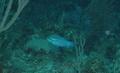 Parrotfish - Striped Parrotfish - Scarus iserti