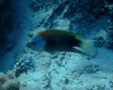 Wrasse - Slingjaw Wrasse - Epibulus insidiator