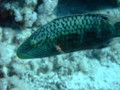 Wrasse - Cheek-lined Splendour Wrasse - Cheilinus digrammus