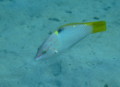 Wrasse - Checkerboard Wrasse - Halichoeres hortulanus