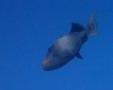 Triggerfish - Yellowmargin Triggerfish - Pseudobalistes flavimarginatus