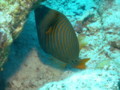 Triggerfish - Orange-striped Triggerfish - Balistapus undulatus