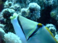 Triggerfish - Arabian Picasso Triggerfish - Rhinecanthus assasi