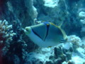 Triggerfish - Arabian Picasso Triggerfish - Rhinecanthus assasi