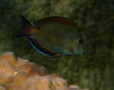 Surgeonfish - Dusky Surgeonfish(Brown Surgeonfish) - Acanthurus nigrofuscus