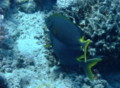 Rabbitfish - Stellate Rabbitfish - Siganus stellatus