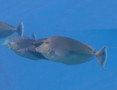 Surgeonfish - Bluespine Unicornfish - Naso unicornis