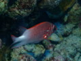 Squirrelfish - White-edged Soldierfish - Myripristis murdjan