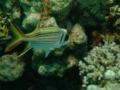 Squirrelfish - Bloodspot Squirrelfish - Neoniphon sammara