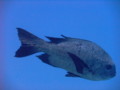 Snappers - Black Snapper - Macolor niger