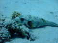 Pufferfish - Whitespotted Puffer - Arothron hispidus