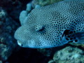 Pufferfish - Star Puffer - Arothron stellatus