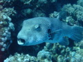 Pufferfish - Star Puffer - Arothron stellatus