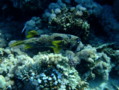 Porcupinefish - Black-blotched Porcupinefish - Diodon liturosus