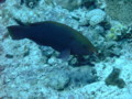 Parrotfish - Swarthy Parrotfish - Scarus niger