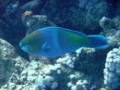 Parrotfish - Rusty Parrotfish - Scarus ferrugineus