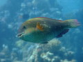 Parrotfish - Dotted Parrotfish - Calotomus viridescens