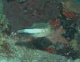 Pufferfish - Sharpnose Puffer - Canthigaster rostrata