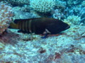 Groupers - Peacock Grouper - Cephalopholis argus