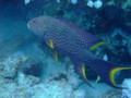 Groupers - Lunartail Grouper - Variola louti