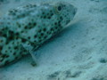 Groupers - Greasy Grouper - Epinephelus tauvina