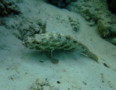 Groupers - Greasy Grouper - Epinephelus tauvina