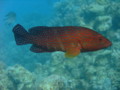 Groupers - Coral Grouper - Cephalopholis miniata