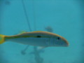 Goatfish - Yellow Striped Goatfish - Parupeneus chrysopleuron