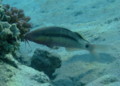 Goatfish - Longbarbel Goatfish - Parupeneus macronema