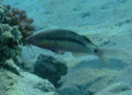 Goatfish - Longbarbel Goatfish - Parupeneus macronema