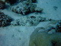 Flatheads - Carpet Flathead - Papilloculiceps longiceps