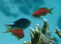 Basslets - Sea Goldie(Jewel Fairy Basslet,Scalefin Anthias) - Pseudanthias squamipinnis