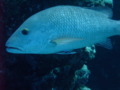 Emperors - Spangled Emperor - Lethrinus nebulosus