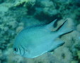 Damselfish - Whitebelly Damselfish - Amblyglyphidodon leucogaster