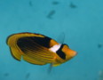 Butterflyfish - Striped Butterflyfish(Red Sea Racoon Butterflyfish) - Chaetodon fasciatus