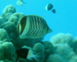 Butterflyfish - Crown Butterflyfish - Chaetodon paucifasciatus