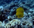 Butterflyfish - Masked Butterflyfish - Chaetodon semilarvatus