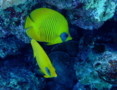 Butterflyfish - Masked Butterflyfish - Chaetodon semilarvatus