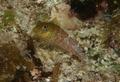 Blennies - Saddled Blenny - Malacoctenus triangulatus