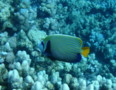 Angelfish - Emperor Angelfish - Pomacanthus imperator