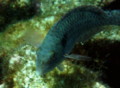 Parrotfish - European Parrotfish - Sparisoma cretense